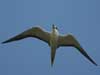 sooty tern