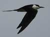 sooty tern
