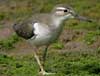 spotted sandpiper