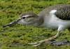spotted sandpiper