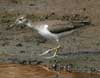 spotted sandpiper