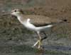 spotted sandpiper