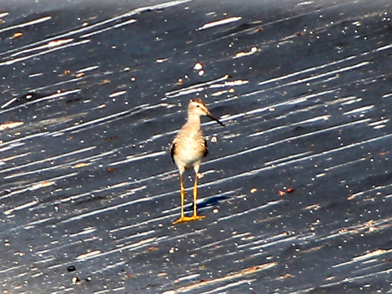 Stilt Sandpiper