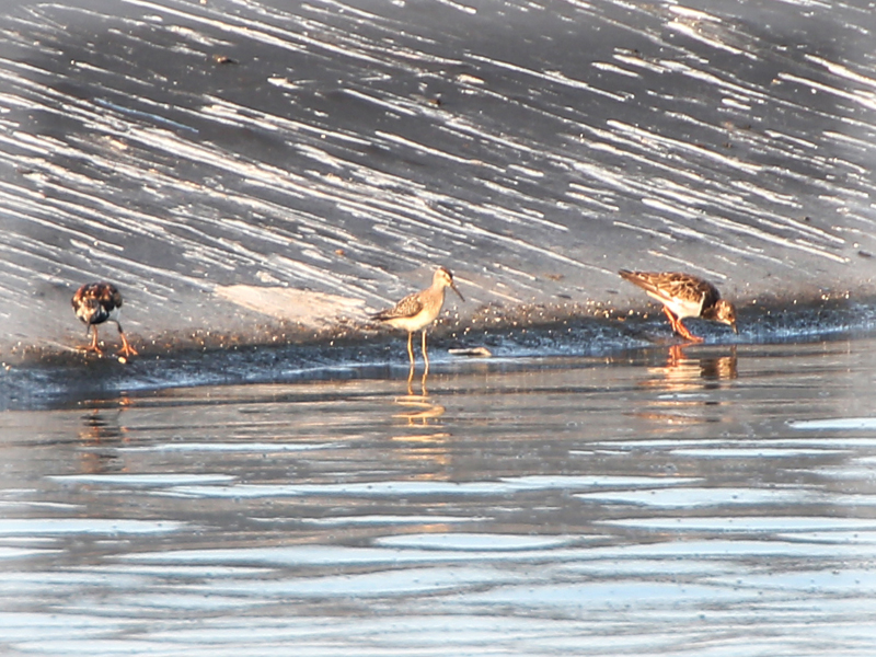 Stilt Sandpiper