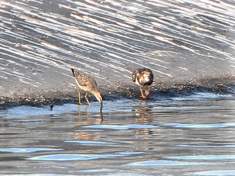 Stilt Sandpiper