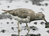 Surfbird
