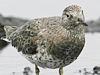 Surfbird