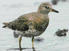 Surfbird