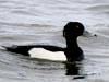 tufted duck