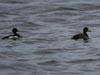 tufted duck