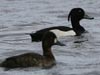tufted duck