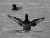 tufted duck