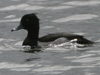 tufted duck