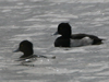 tufted duck