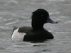 tufted duck