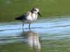western sandpiper