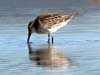 western sandpiper