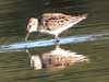 western sandpiper