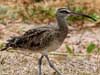 whimbrel