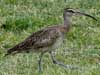 whimbrel