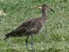 whimbrel