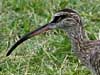 whimbrel