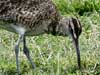 whimbrel