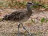 whimbrel