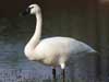 whistling swan