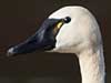 whistling swan