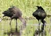 white-faced ibis