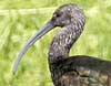 white-faced ibis