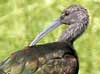 white-faced ibis