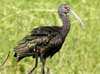 white-faced ibis