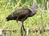 white-faced ibis