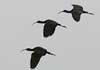 white-faced ibis