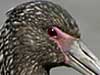white-faced ibis