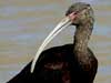 white-faced ibis