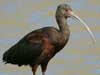 white-faced ibis