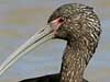 white-faced ibis