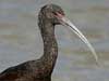 white-faced ibis