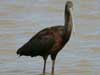 white-faced ibis