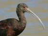white-faced ibis