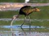 white-faced ibis
