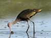 white-faced ibis