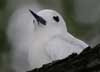 white tern