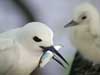 white tern