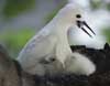 white tern