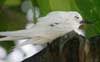 white tern