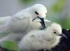 white tern
